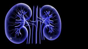 Nephrologist Doctors