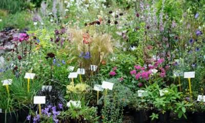 Plant Nurseries